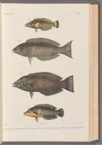 Reproducción/Reproduction 48908834882: Atlas ichthyologique des Indes orientales néêrlandaises :. Amsterdam :Frédéric Muller, editeur,1862-1878. 
