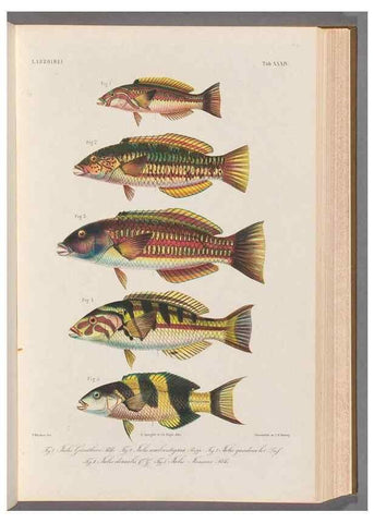 Reproducción/Reproduction 48908111948: Atlas ichthyologique des Indes orientales néêrlandaises :. Amsterdam :Frédéric Muller, editeur,1862-1878. 