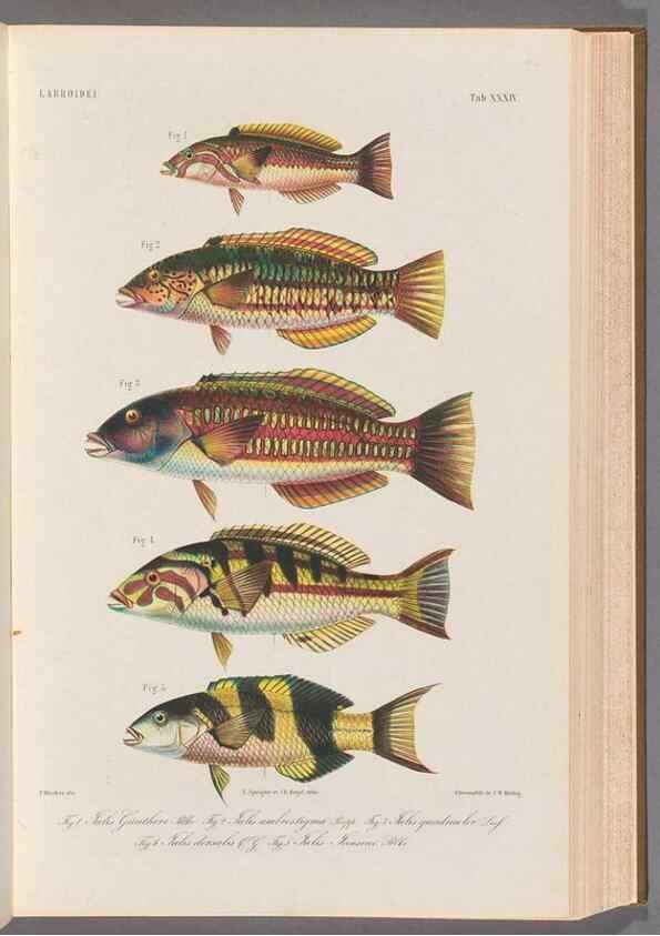 Reproducción/Reproduction 48908111948: Atlas ichthyologique des Indes orientales néêrlandaises :. Amsterdam :Frédéric Muller, editeur,1862-1878. 