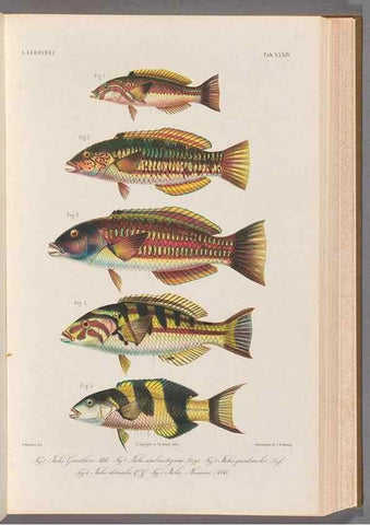 Reproducción/Reproduction 48908111948: Atlas ichthyologique des Indes orientales néêrlandaises :. Amsterdam :Frédéric Muller, editeur,1862-1878. 