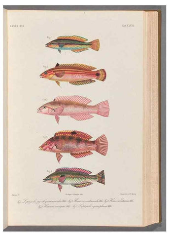 Reproducción/Reproduction 48908848977: Atlas ichthyologique des Indes orientales néêrlandaises :. Amsterdam :Frédéric Muller, editeur,1862-1878. 