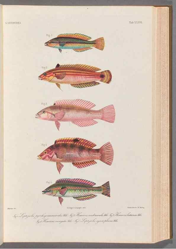 Reproducción/Reproduction 48908848977: Atlas ichthyologique des Indes orientales néêrlandaises :. Amsterdam :Frédéric Muller, editeur,1862-1878. 
