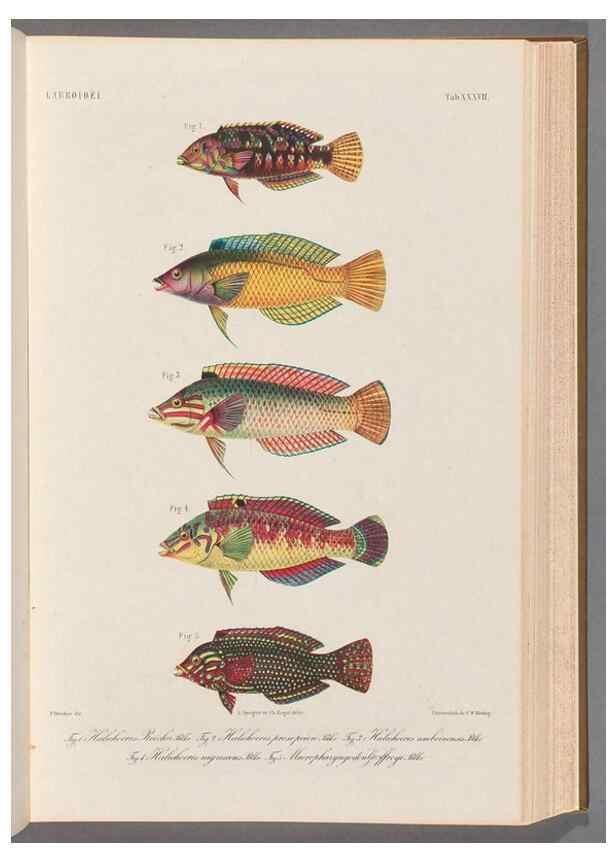 Reproducción/Reproduction 48908849252: Atlas ichthyologique des Indes orientales néêrlandaises :. Amsterdam :Frédéric Muller, editeur,1862-1878. 