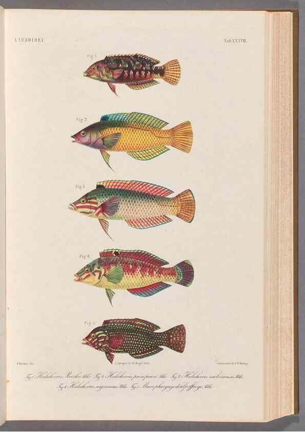 Reproducción/Reproduction 48908849252: Atlas ichthyologique des Indes orientales néêrlandaises :. Amsterdam :Frédéric Muller, editeur,1862-1878. 