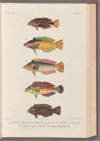 Reproducción/Reproduction 48908849252: Atlas ichthyologique des Indes orientales néêrlandaises :. Amsterdam :Frédéric Muller, editeur,1862-1878. 