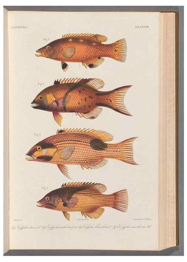 Reproducción/Reproduction 48908849572: Atlas ichthyologique des Indes orientales néêrlandaises :. Amsterdam :Frédéric Muller, editeur,1862-1878. 