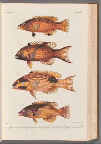 Reproducción/Reproduction 48908849572: Atlas ichthyologique des Indes orientales néêrlandaises :. Amsterdam :Frédéric Muller, editeur,1862-1878. 