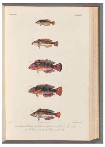 Reproducción/Reproduction 48908849802: Atlas ichthyologique des Indes orientales néêrlandaises :. Amsterdam :Frédéric Muller, editeur,1862-1878. 