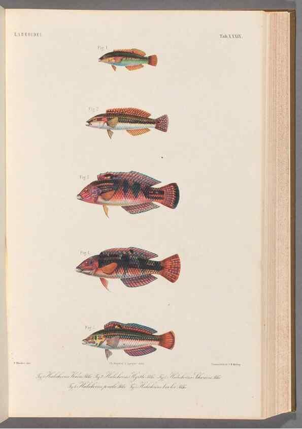 Reproducción/Reproduction 48908849802: Atlas ichthyologique des Indes orientales néêrlandaises :. Amsterdam :Frédéric Muller, editeur,1862-1878. 