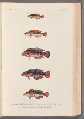 Reproducción/Reproduction 48908849802: Atlas ichthyologique des Indes orientales néêrlandaises :. Amsterdam :Frédéric Muller, editeur,1862-1878. 