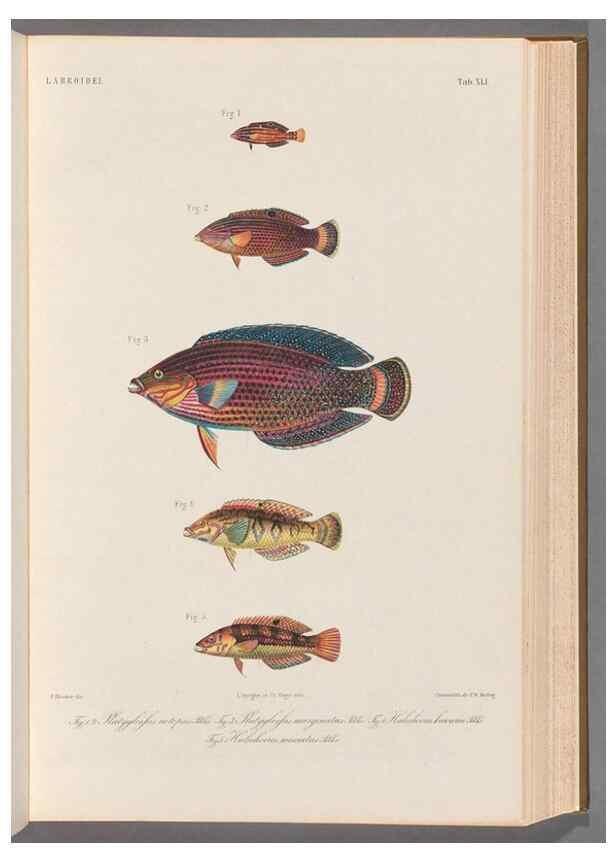 Reproducción/Reproduction 48908850557: Atlas ichthyologique des Indes orientales néêrlandaises :. Amsterdam :Frédéric Muller, editeur,1862-1878. 