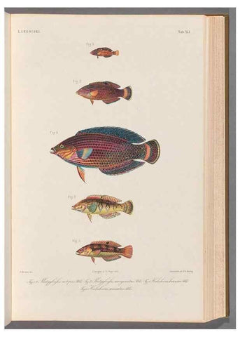 Reproducción/Reproduction 48908850557: Atlas ichthyologique des Indes orientales néêrlandaises :. Amsterdam :Frédéric Muller, editeur,1862-1878. 