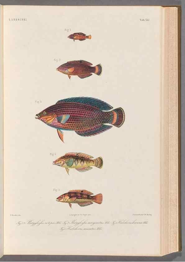 Reproducción/Reproduction 48908850557: Atlas ichthyologique des Indes orientales néêrlandaises :. Amsterdam :Frédéric Muller, editeur,1862-1878. 