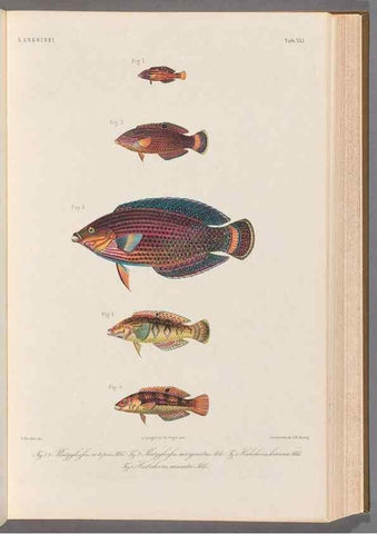 Reproducción/Reproduction 48908850557: Atlas ichthyologique des Indes orientales néêrlandaises :. Amsterdam :Frédéric Muller, editeur,1862-1878. 