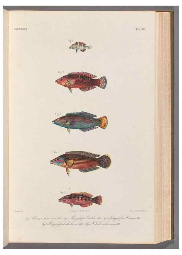 Reproducción/Reproduction 48908645661: Atlas ichthyologique des Indes orientales néêrlandaises :. Amsterdam :Frédéric Muller, editeur,1862-1878. 