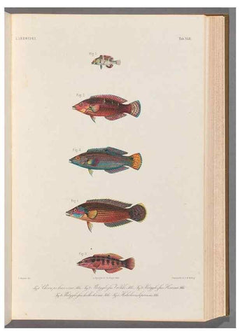 Reproducción/Reproduction 48908645661: Atlas ichthyologique des Indes orientales néêrlandaises :. Amsterdam :Frédéric Muller, editeur,1862-1878. 