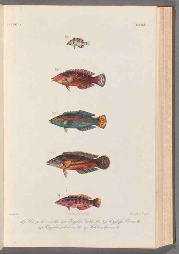 Reproducción/Reproduction 48908645661: Atlas ichthyologique des Indes orientales néêrlandaises :. Amsterdam :Frédéric Muller, editeur,1862-1878. 