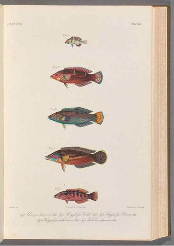 Reproducción/Reproduction 48908645661: Atlas ichthyologique des Indes orientales néêrlandaises :. Amsterdam :Frédéric Muller, editeur,1862-1878. 