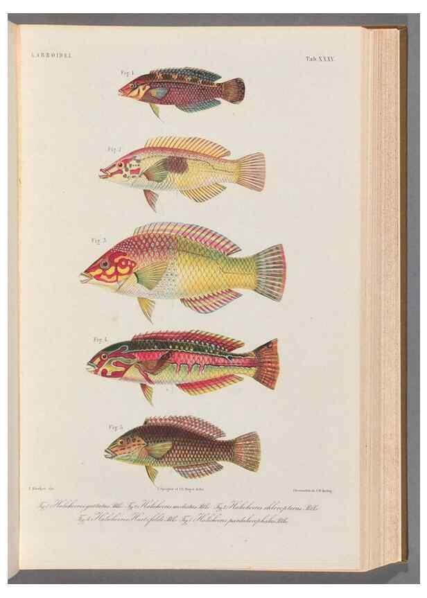 Reproducción/Reproduction 48908643346: Atlas ichthyologique des Indes orientales néêrlandaises :. Amsterdam :Frédéric Muller, editeur,1862-1878. 