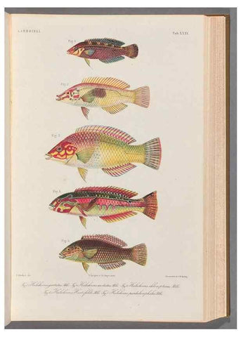 Reproducción/Reproduction 48908643346: Atlas ichthyologique des Indes orientales néêrlandaises :. Amsterdam :Frédéric Muller, editeur,1862-1878. 