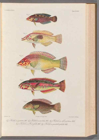 Reproducción/Reproduction 48908643346: Atlas ichthyologique des Indes orientales néêrlandaises :. Amsterdam :Frédéric Muller, editeur,1862-1878. 