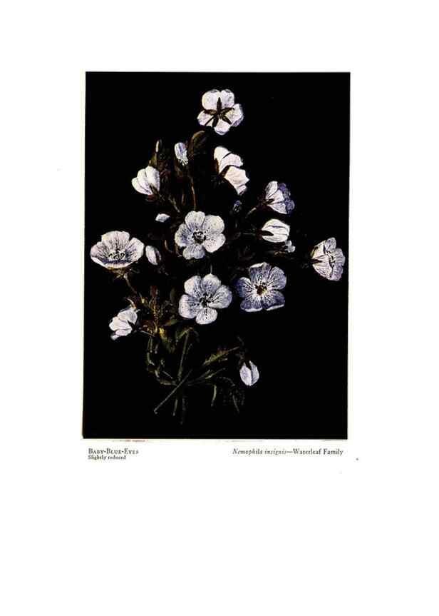 Reproducción/Reproduction 48908630797: Wild flowers from the mountains, cañons and valleys of California;. San Francisco,H. S. Crocker Co.[c1915]. 
