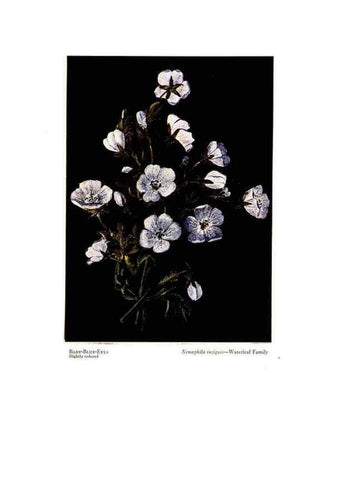 Reproducción/Reproduction 48908630797: Wild flowers from the mountains, cañons and valleys of California;. San Francisco,H. S. Crocker Co.[c1915]. 