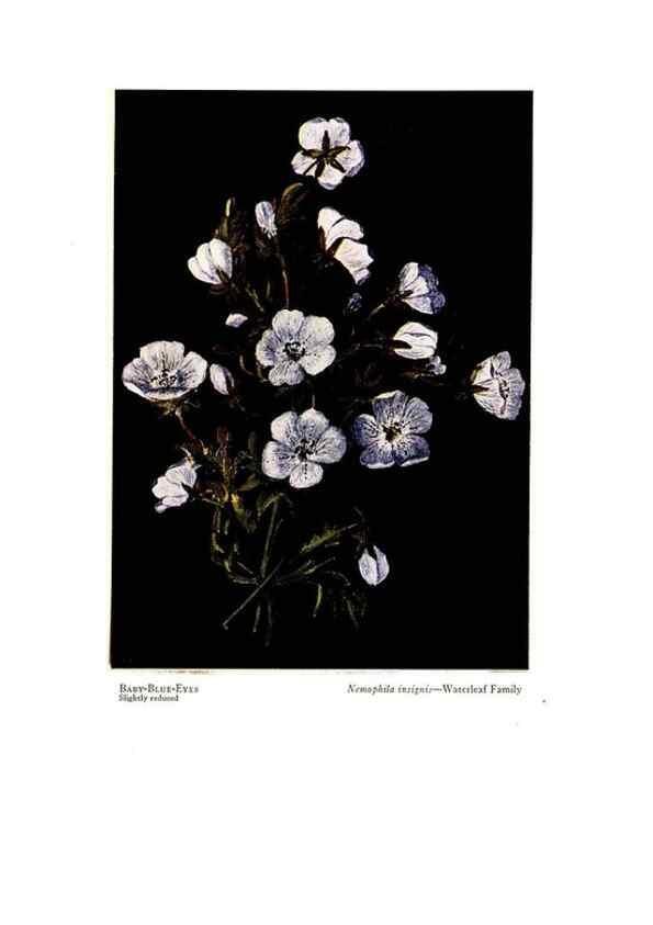 Reproducción/Reproduction 48908630797: Wild flowers from the mountains, cañons and valleys of California;. San Francisco,H. S. Crocker Co.[c1915]. 