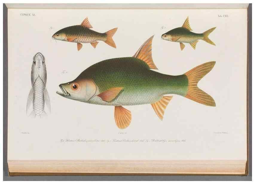 Reproducción/Reproduction 48909222317: Atlas ichthyologique des Indes orientales néêrlandaises :. Amsterdam :Frédéric Muller, editeur,1862-1878. 