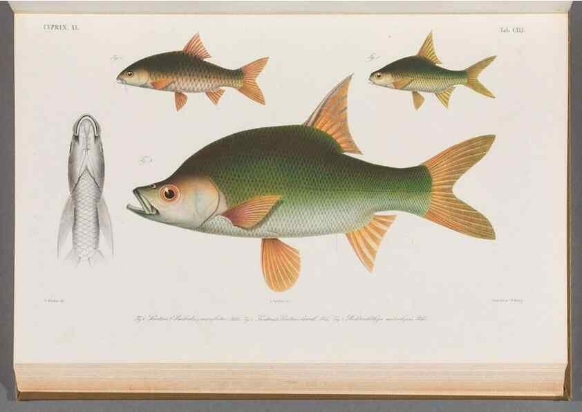 Reproducción/Reproduction 48909222317: Atlas ichthyologique des Indes orientales néêrlandaises :. Amsterdam :Frédéric Muller, editeur,1862-1878. 
