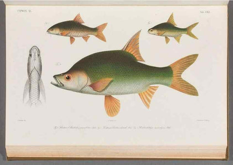 Reproducción/Reproduction 48909222317: Atlas ichthyologique des Indes orientales néêrlandaises :. Amsterdam :Frédéric Muller, editeur,1862-1878. 