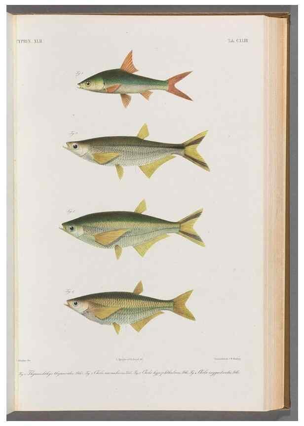 Reproducción/Reproduction 48908486848: Atlas ichthyologique des Indes orientales néêrlandaises :. Amsterdam :Frédéric Muller, editeur,1862-1878. 