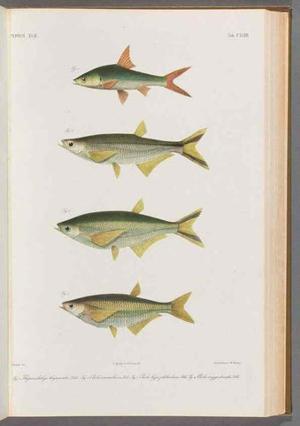 Reproducción/Reproduction 48908486848: Atlas ichthyologique des Indes orientales néêrlandaises :. Amsterdam :Frédéric Muller, editeur,1862-1878. 