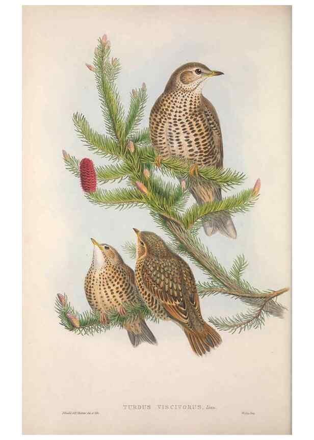 Reproducción/Reproduction 48914206243: The birds of Great Britain. London :Printed by Taylor and Francis, published by the author,1873.. 