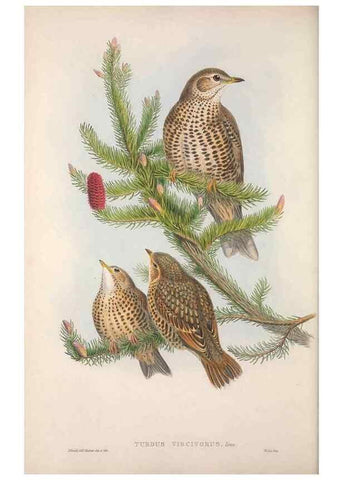 Reproducción/Reproduction 48914206243: The birds of Great Britain. London :Printed by Taylor and Francis, published by the author,1873.. 