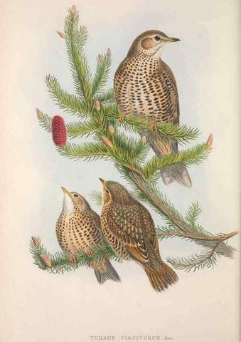 Reproducción/Reproduction 48914206243: The birds of Great Britain. London :Printed by Taylor and Francis, published by the author,1873.. 
