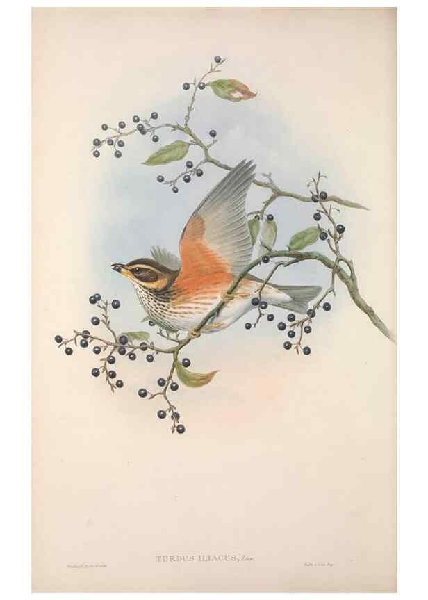 Reproducción/Reproduction 48914941347: The birds of Great Britain. London :Printed by Taylor and Francis, published by the author,1873.. 
