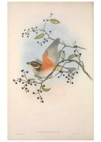 Reproducción/Reproduction 48914941347: The birds of Great Britain. London :Printed by Taylor and Francis, published by the author,1873.. 