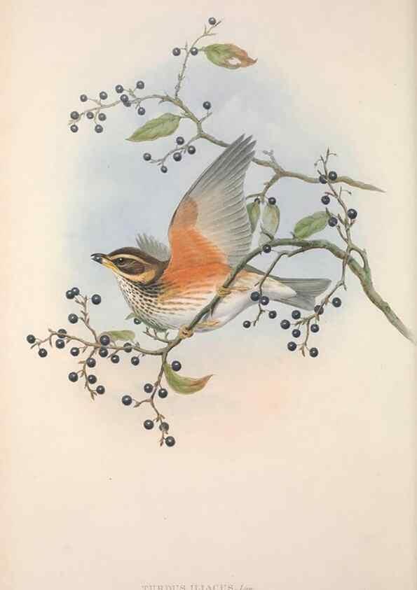 Reproducción/Reproduction 48914941347: The birds of Great Britain. London :Printed by Taylor and Francis, published by the author,1873.. 