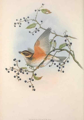 Reproducción/Reproduction 48914941347: The birds of Great Britain. London :Printed by Taylor and Francis, published by the author,1873.. 