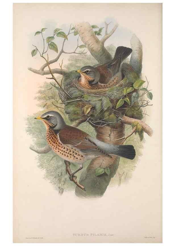 Reproducción/Reproduction 48914206848: The birds of Great Britain. London :Printed by Taylor and Francis, published by the author,1873.. 
