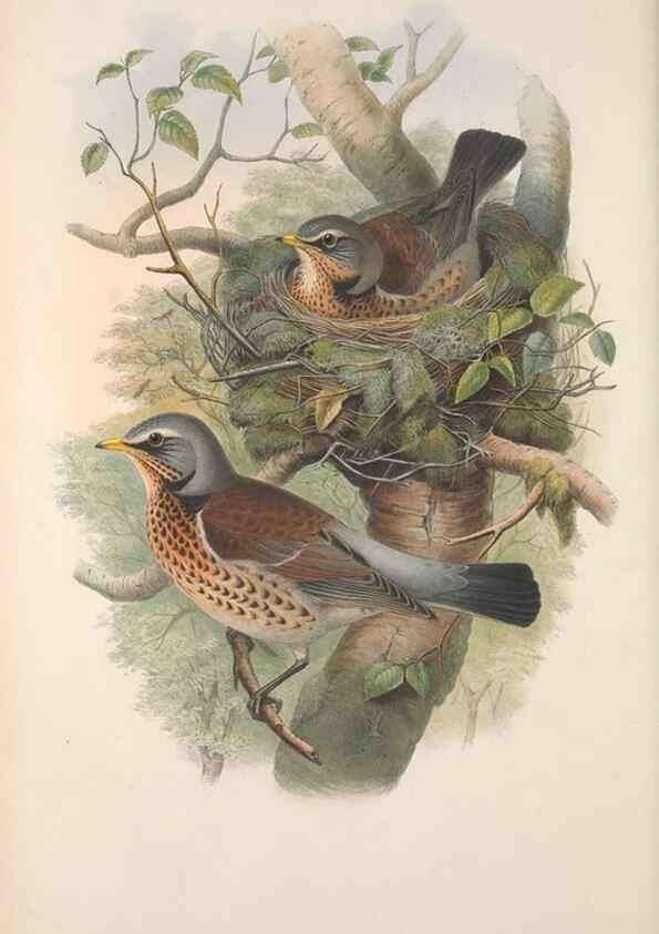 Reproducción/Reproduction 48914206848: The birds of Great Britain. London :Printed by Taylor and Francis, published by the author,1873.. 