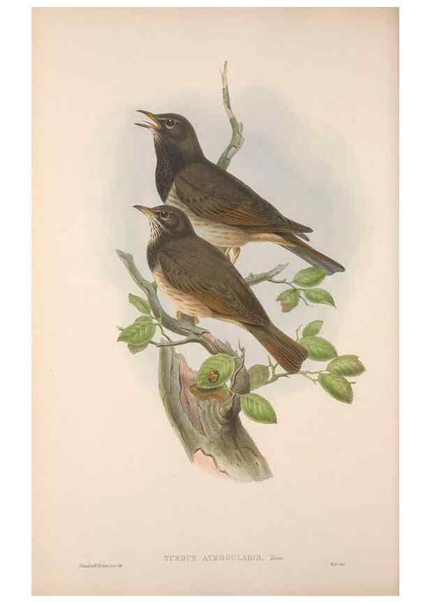 Reproducción/Reproduction 48914207238: The birds of Great Britain. London :Printed by Taylor and Francis, published by the author,1873.. 