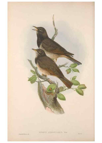 Reproducción/Reproduction 48914207238: The birds of Great Britain. London :Printed by Taylor and Francis, published by the author,1873.. 