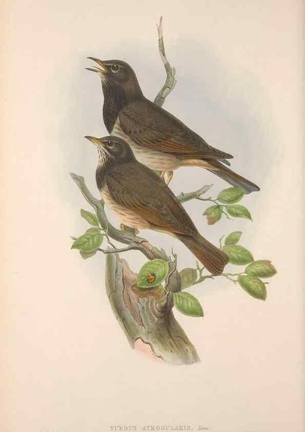 Reproducción/Reproduction 48914207238: The birds of Great Britain. London :Printed by Taylor and Francis, published by the author,1873.. 