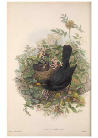 Reproducción/Reproduction 48914736626: The birds of Great Britain. London :Printed by Taylor and Francis, published by the author,1873.. 