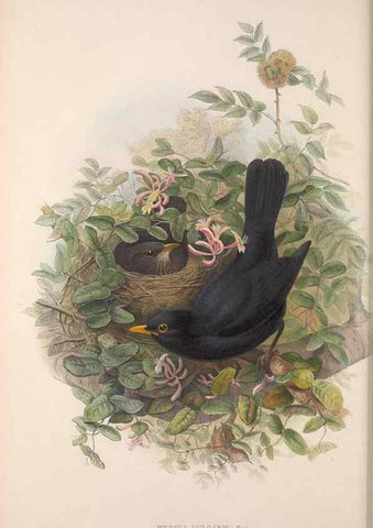 Reproducción/Reproduction 48914736626: The birds of Great Britain. London :Printed by Taylor and Francis, published by the author,1873.. 