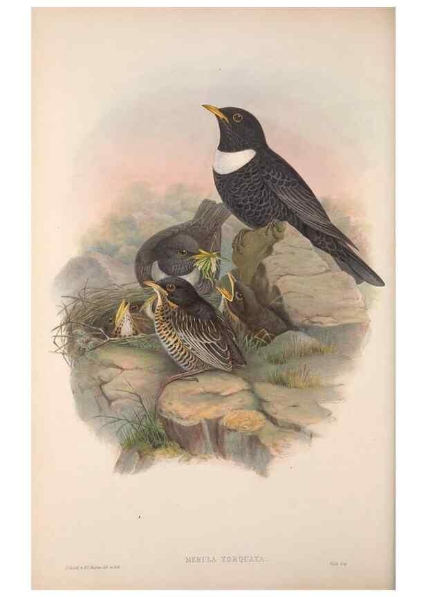 Reproducción/Reproduction 48914736951: The birds of Great Britain. London :Printed by Taylor and Francis, published by the author,1873.. 