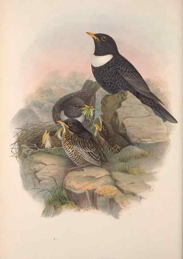 Reproducción/Reproduction 48914736951: The birds of Great Britain. London :Printed by Taylor and Francis, published by the author,1873.. 
