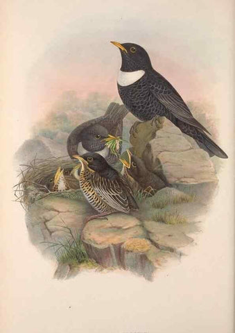 Reproducción/Reproduction 48914736951: The birds of Great Britain. London :Printed by Taylor and Francis, published by the author,1873.. 